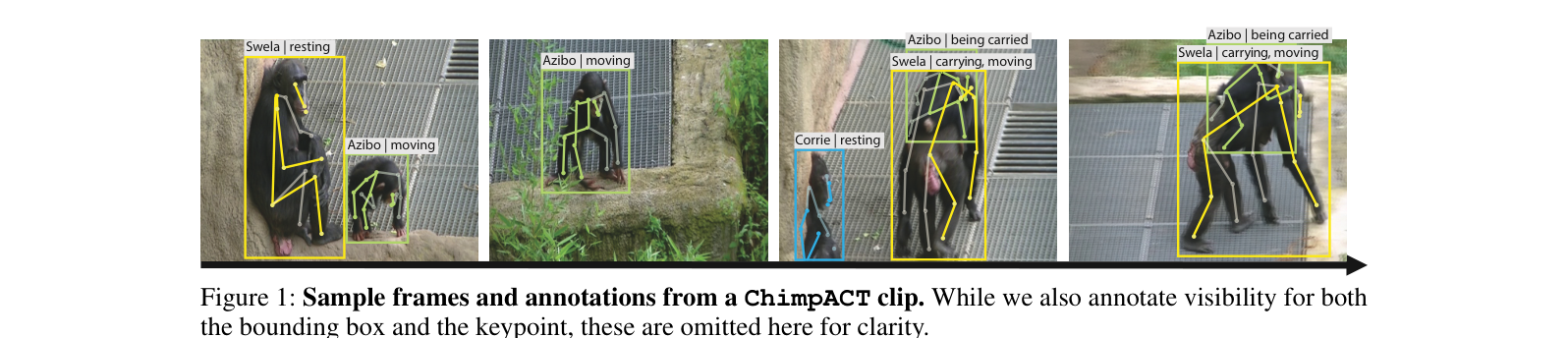 ChimpACT dataset showing annotated chimpanzee video frames with pose and behavior labels