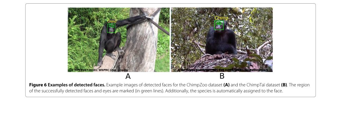 Automated chimpanzee face detection showing detected faces and eyes marked in green across two field datasets