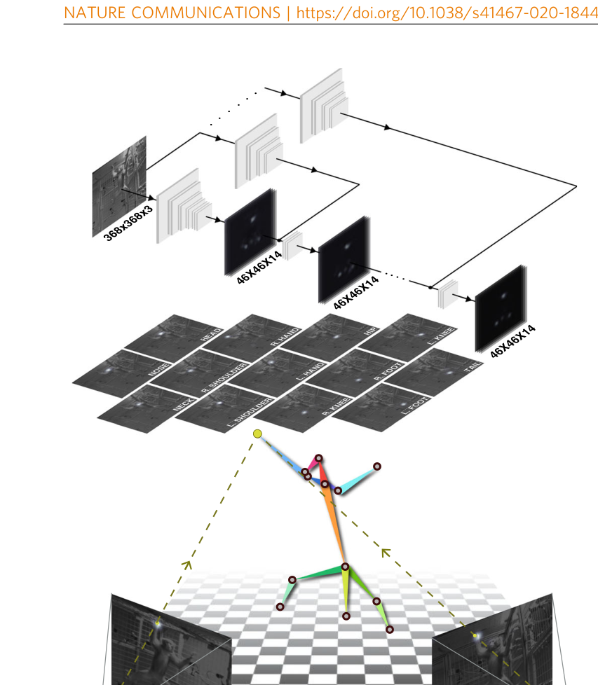 OpenMonkeyStudio multi-camera 3D macaque pose estimation system