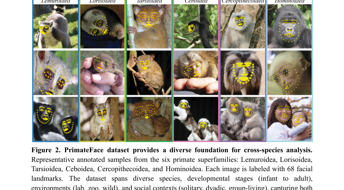 PrimateFace dataset showing annotated face images with 68 facial landmarks across six primate superfamilies